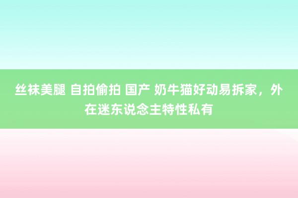 丝袜美腿 自拍偷拍 国产 奶牛猫好动易拆家，外在迷东说念主特性私有