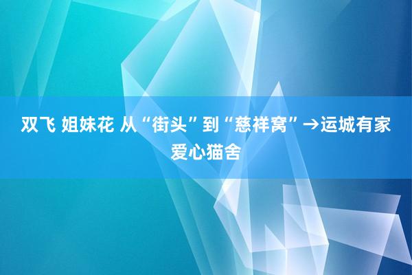 双飞 姐妹花 从“街头”到“慈祥窝”→运城有家爱心猫舍