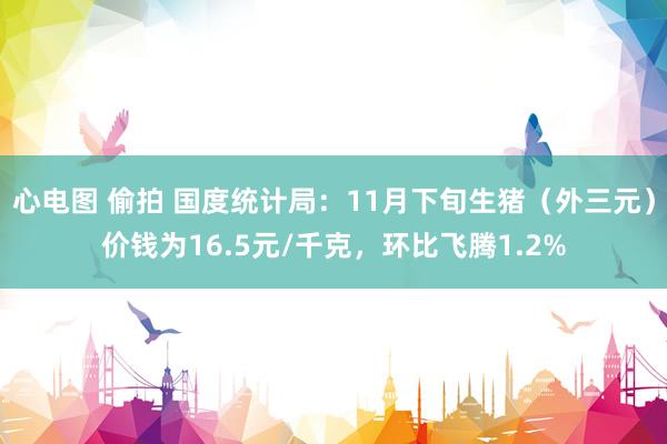 心电图 偷拍 国度统计局：11月下旬生猪（外三元）价钱为16.5元/千克，环比飞腾1.2%