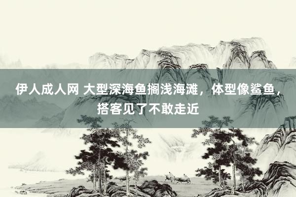 伊人成人网 大型深海鱼搁浅海滩，体型像鲨鱼，搭客见了不敢走近