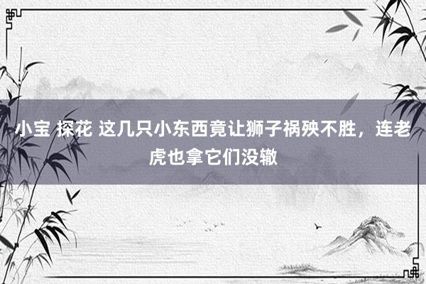 小宝 探花 这几只小东西竟让狮子祸殃不胜，连老虎也拿它们没辙